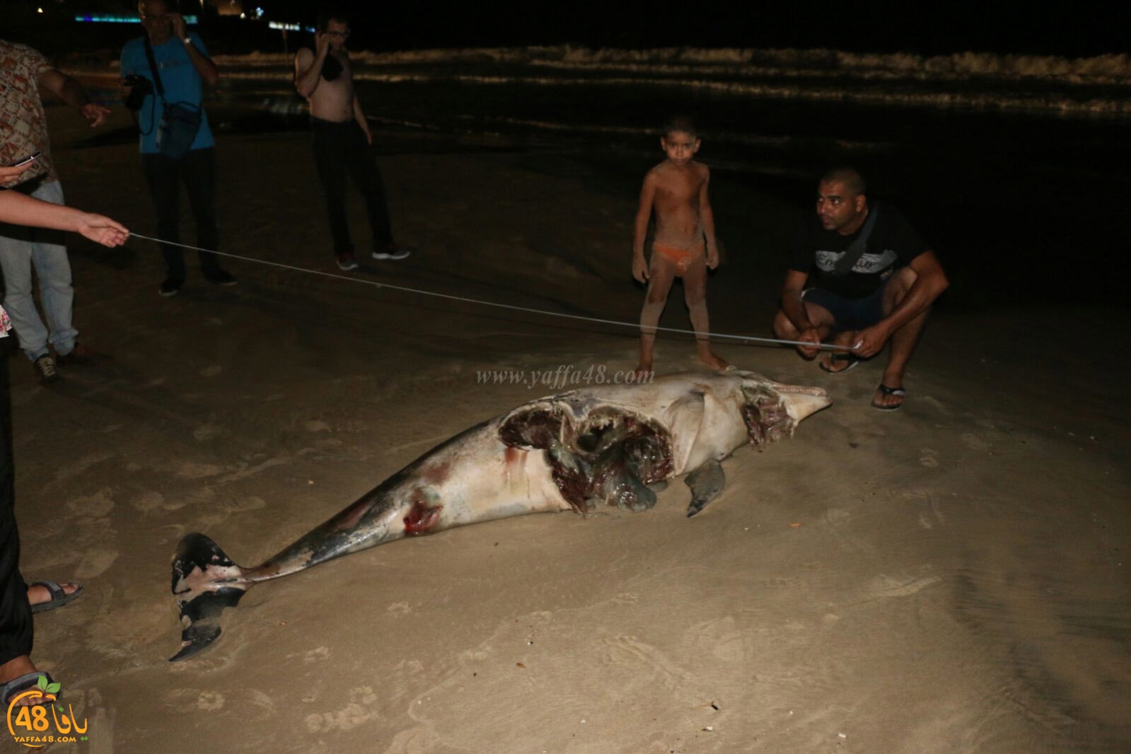 Ma3had dolphine (8).jpg